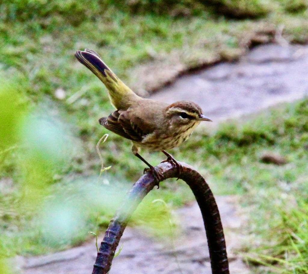 Palm Warbler 2 by ahisgett is licensed under CC BY 2.0.